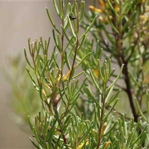 Persoonia mollis subsp. livens at Mongarlowe, NSW - suppressed