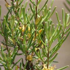 Persoonia mollis subsp. livens at Mongarlowe, NSW - suppressed