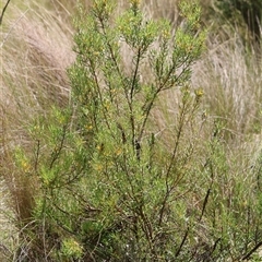 Persoonia mollis subsp. livens at Mongarlowe, NSW - suppressed