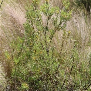 Persoonia mollis subsp. livens at Mongarlowe, NSW - suppressed