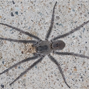 Portacosa cinerea at Melba, ACT - 26 Jan 2025 11:12 PM