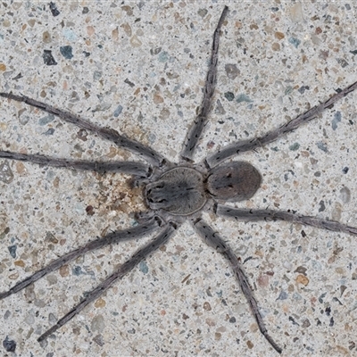 Portacosa cinerea (Grey wolf spider) at Melba, ACT - 26 Jan 2025 by kasiaaus