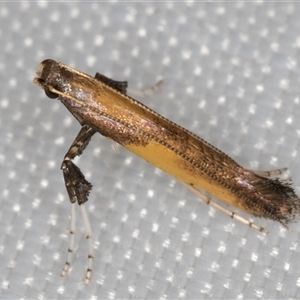 Caloptilia azaleella at Melba, ACT by kasiaaus