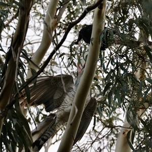 Scythrops novaehollandiae (Channel-billed Cuckoo) at Mongarlowe, NSW by LisaH