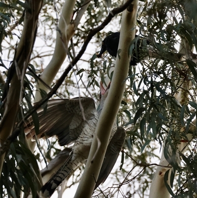 Scythrops novaehollandiae (Channel-billed Cuckoo) at Mongarlowe, NSW - 25 Jan 2025 by LisaH