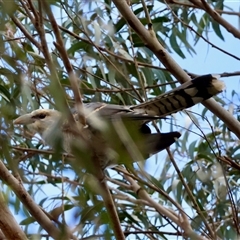 Scythrops novaehollandiae at Mongarlowe, NSW - suppressed