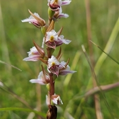 Paraprasophyllum caricetum (Cathcart Leek Orchid) at Tantawangalo, NSW - 25 Jan 2025 by BethanyDunne