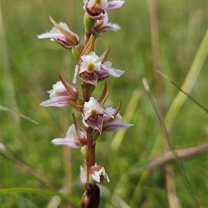 Paraprasophyllum caricetum at Tantawangalo, NSW by BethanyDunne