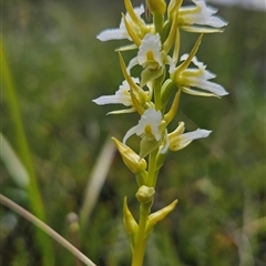 Paraprasophyllum caricetum (Cathcart Leek Orchid) at Tantawangalo, NSW - 25 Jan 2025 by BethanyDunne