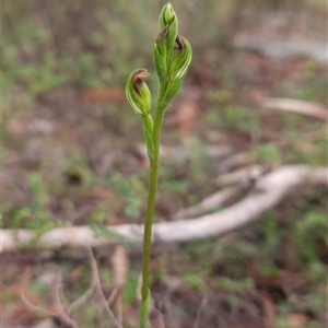 Speculantha rubescens at Glen Allen, NSW - suppressed