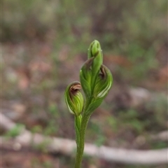 Speculantha rubescens at Glen Allen, NSW - suppressed