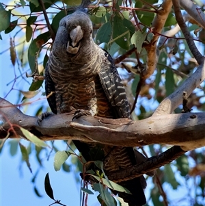 Callocephalon fimbriatum (identifiable birds) (Gang-gang Cockatoo (named birds)) at Hughes, ACT by LisaH