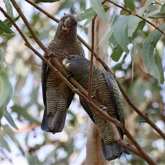 Callocephalon fimbriatum (identifiable birds) at suppressed - suppressed