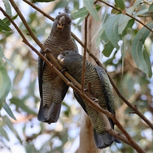 Callocephalon fimbriatum (identifiable birds) at suppressed - suppressed