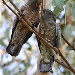 Callocephalon fimbriatum (identifiable birds) at suppressed - suppressed