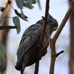 Callocephalon fimbriatum (identifiable birds) at suppressed - suppressed