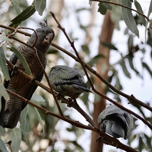 Callocephalon fimbriatum (identifiable birds) at suppressed - suppressed