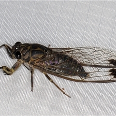 Galanga labeculata (Double-spotted cicada) at Melba, ACT - 27 Jan 2025 by kasiaaus