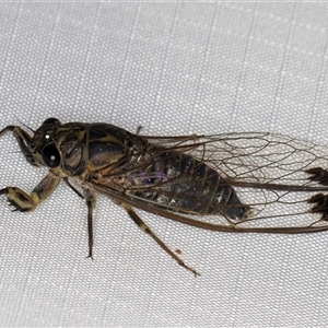 Galanga labeculata at Melba, ACT by kasiaaus