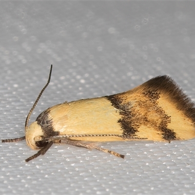 Temnogyropa stenomorpha (A Concealer moth (Eulechria group) at Melba, ACT - 26 Jan 2025 by kasiaaus