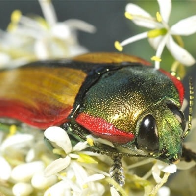 Temognatha limbata (Limbata jewel beetle) at Tharwa, ACT - 28 Jan 2025 by Harrisi