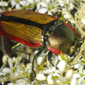 Temognatha limbata at Tharwa, ACT - 28 Jan 2025 05:38 PM