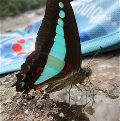 Graphium choredon (Blue Triangle) at Syndicate, QLD - 30 May 2022 by JasonPStewartNMsnc2016