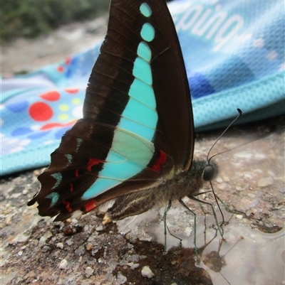 Graphium choredon (Blue Triangle) at Syndicate, QLD - 30 May 2022 by JasonPStewartNMsnc2016