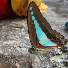 Graphium choredon at Syndicate, QLD - 30 May 2022 02:44 PM