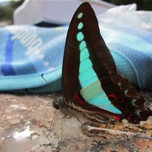 Graphium choredon at Syndicate, QLD - 30 May 2022 02:44 PM