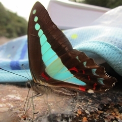 Graphium choredon at Syndicate, QLD - 30 May 2022 02:44 PM