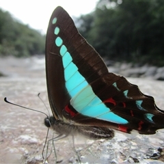 Graphium choredon at Syndicate, QLD - 30 May 2022 02:44 PM