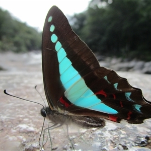 Graphium choredon at Syndicate, QLD - 30 May 2022 02:44 PM