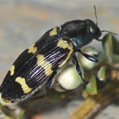 Castiarina sp. (genus) at Yaouk, NSW - 22 Jan 2025 by Harrisi