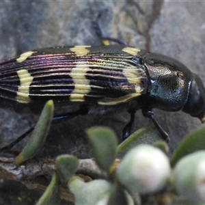 Castiarina rectifasciata at Yaouk, NSW - suppressed