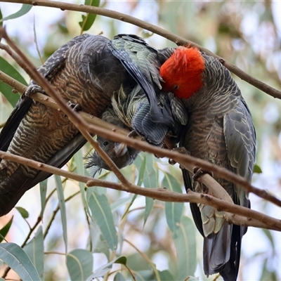 Callocephalon fimbriatum at Hughes, ACT - 26 Jan 2025 by LisaH