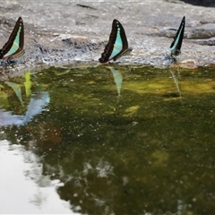 Graphium choredon (Blue Triangle) at Syndicate, QLD - 5 Aug 2022 by JasonPStewartNMsnc2016