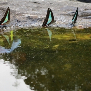 Graphium choredon at Syndicate, QLD - 5 Aug 2022 10:56 AM