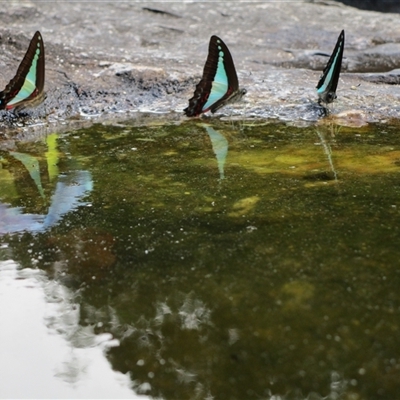 Graphium choredon (Blue Triangle) at Syndicate, QLD - 5 Aug 2022 by JasonPStewartNMsnc2016