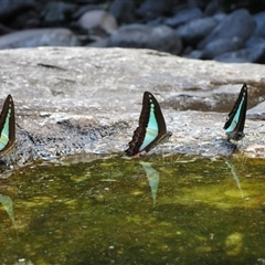 Graphium choredon at Syndicate, QLD - 5 Aug 2022 10:56 AM