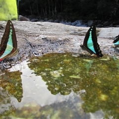 Graphium choredon at Syndicate, QLD - 5 Aug 2022 10:56 AM