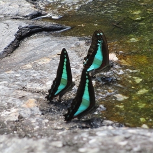 Graphium choredon at Syndicate, QLD - 5 Aug 2022 10:56 AM