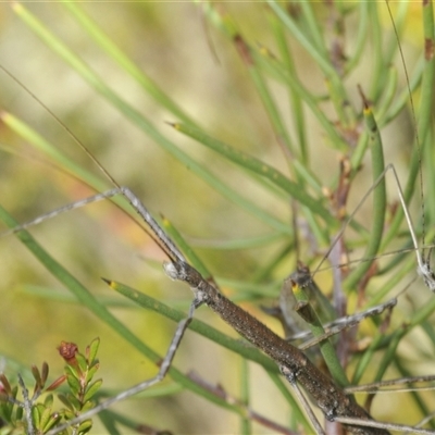 Unidentified Stick insect (Phasmatodea) at Tharwa, ACT - 26 Jan 2025 by Harrisi