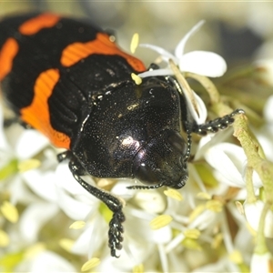 Castiarina bremei (A jewel beetle) at Uriarra Village, ACT by Harrisi