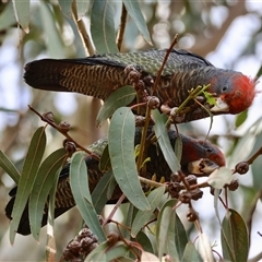 Callocephalon fimbriatum (Gang-gang Cockatoo) at Hughes, ACT - 27 Jan 2025 by LisaH