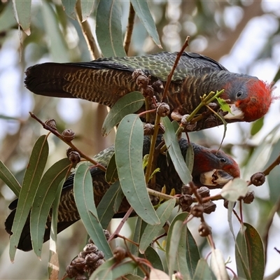 Callocephalon fimbriatum at Hughes, ACT - 27 Jan 2025 by LisaH