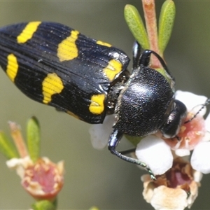 Castiarina australasiae (A jewel beetle) at Tharwa, ACT by Harrisi