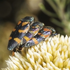 Castiarina helmsi (A jewel beetle) at Wilsons Valley, NSW - 21 Jan 2025 by Harrisi