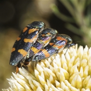 Castiarina helmsi at Wilsons Valley, NSW - 21 Jan 2025 03:03 PM