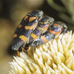 Castiarina helmsi at Wilsons Valley, NSW - 21 Jan 2025 03:03 PM